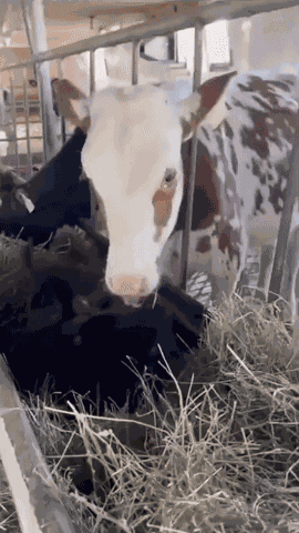 Cow Cat GIF