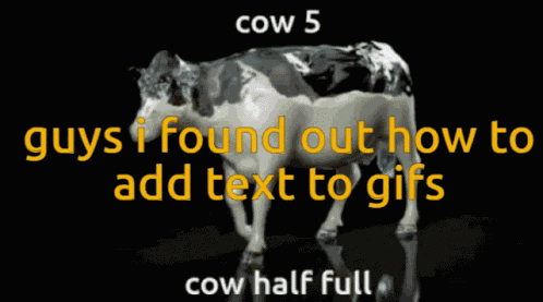 Cow Cow Half Full GIF