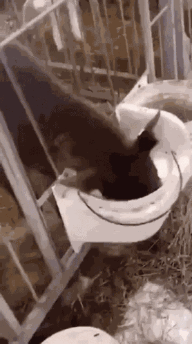 Cow Cow Milk GIF
