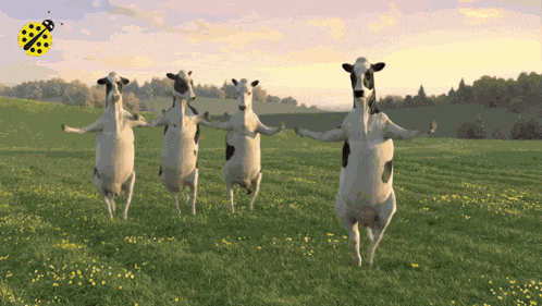 Cow Cows GIF