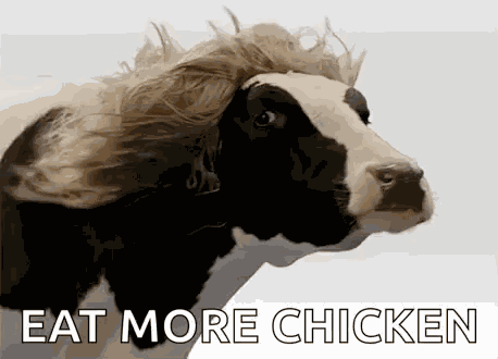 Cow Cows GIF