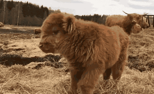 Cow Cute GIF