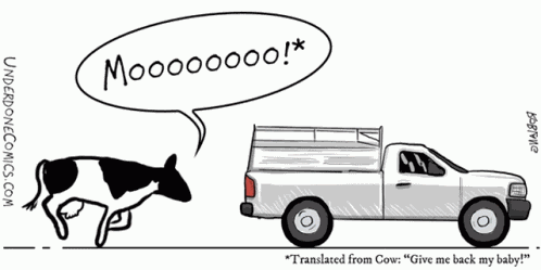 Cow Dairy GIF