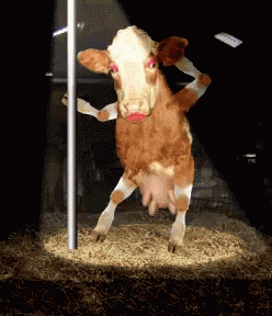 Cow Dance GIF