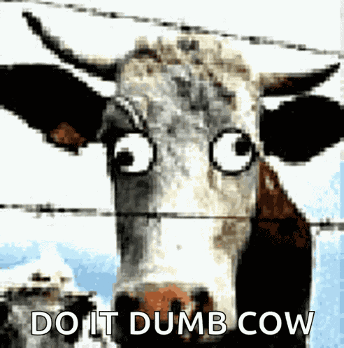 Cow Derp GIF