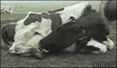 Cow Drink GIF