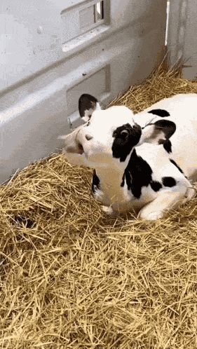 Cow Eating GIF