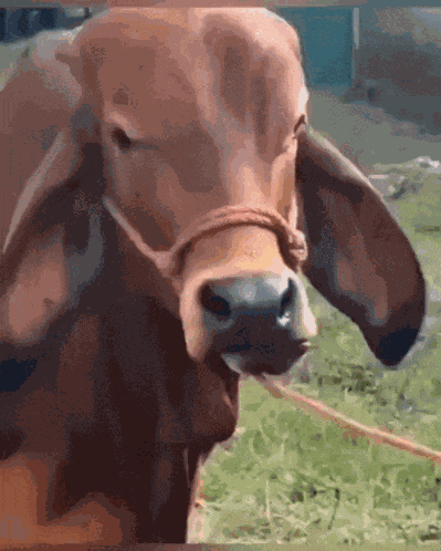 Cow Eyebrow Raise GIF