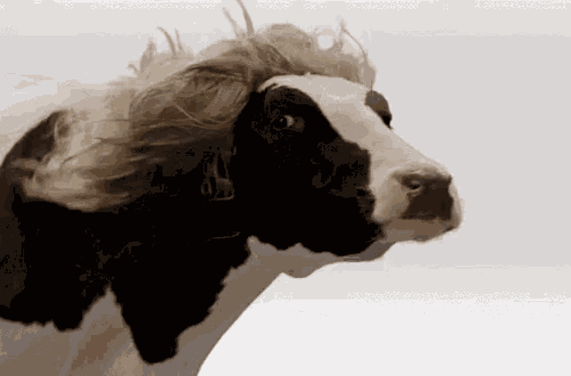 Cow GIF