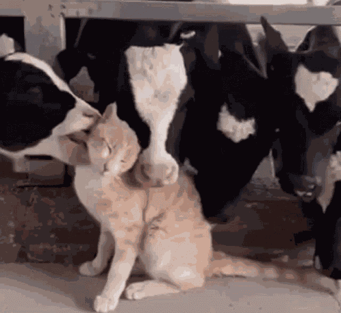 Cow GIF