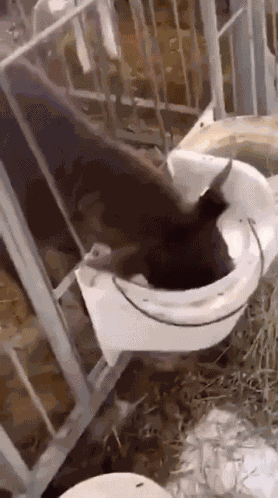 Cow GIF
