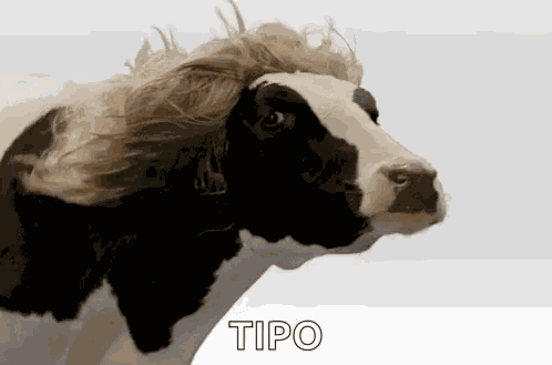 Cow Hair GIF