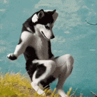 Cow GIF