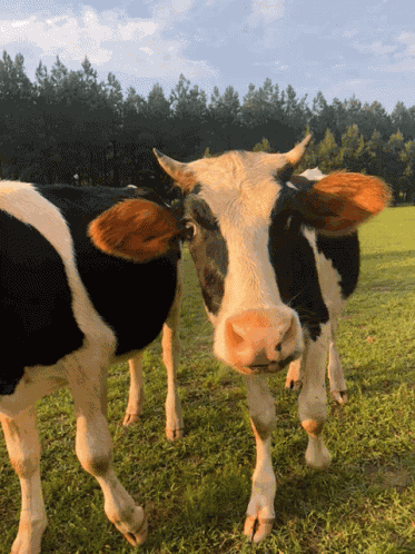 Cow Kisses GIF