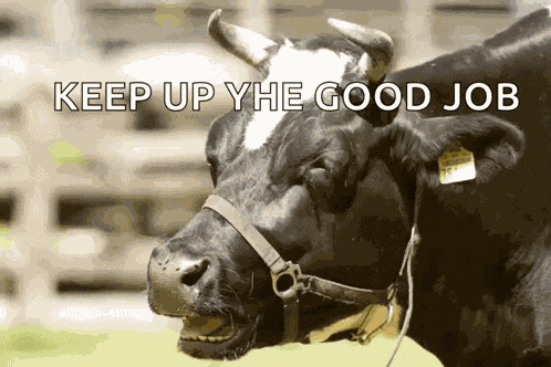 Cow Kuh GIF