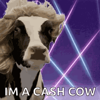 Cow Look At Me GIF