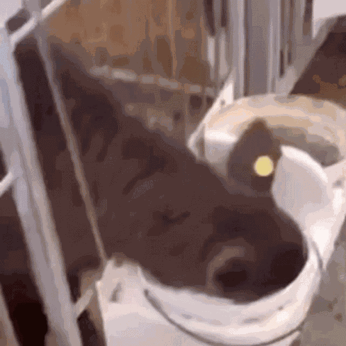 Cow Milk GIF