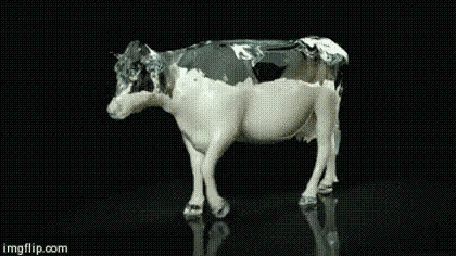 Cow Milk GIF
