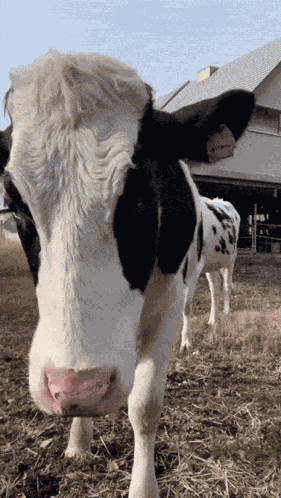 Cow Moo GIF