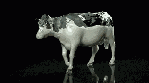 Cow Moo GIF