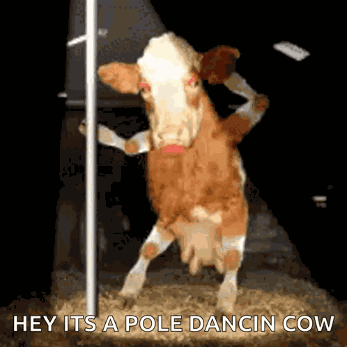 Cow Pole Dancing GIF
