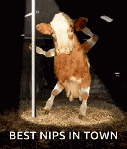 Cow Pole GIF