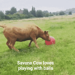 Cow Savana GIF
