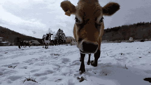 Cow Sniff GIF