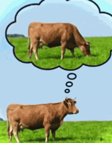 Cow Thinking Eating Grass Not Eating Grass Life Kinda Nosolohit GIF