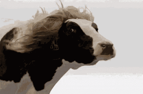 Cow GIF