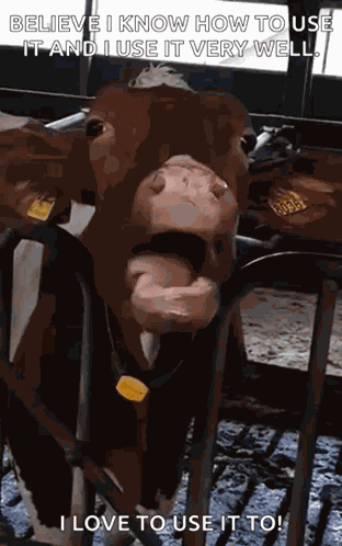 Cow Tongue GIF