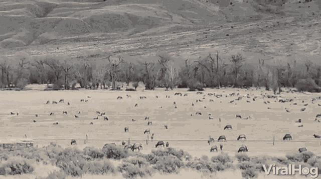 Cows Land GIF