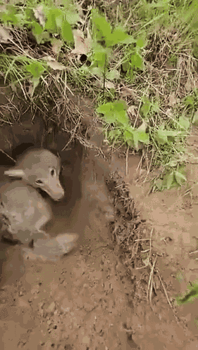 Coyote Coyotes GIF