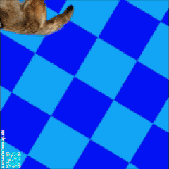 Coyote Epic GIF