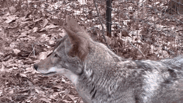 Coyote Howling GIF