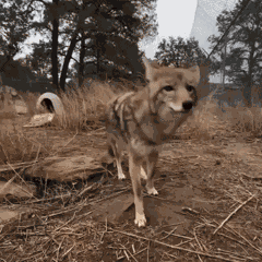 Coyote Lick GIF