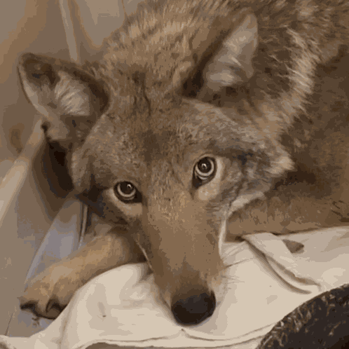 Coyote GIF