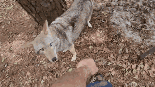 Coyote Scooter GIF