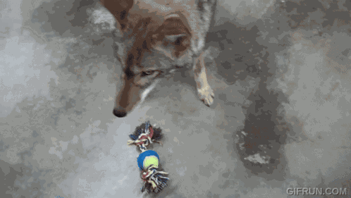 Coyote Scootercoyote GIF