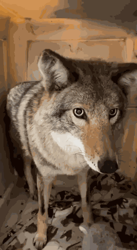 Coyote GIF