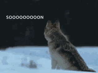 Coyotes Dog GIF