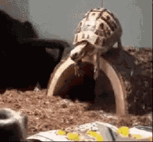 Coz Im Free Falling Turtle GIF