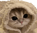 Cozy Cat Cozy Sticker