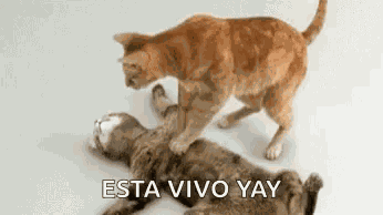 Cpr Cats GIF