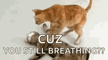 Cpr Cats GIF