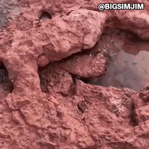Crab Crabs GIF