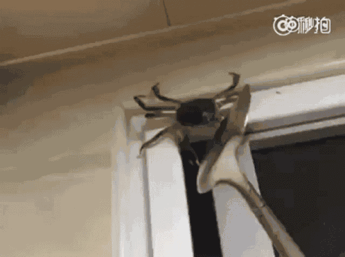 Crab Funny GIF