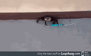 Crab Knife GIF