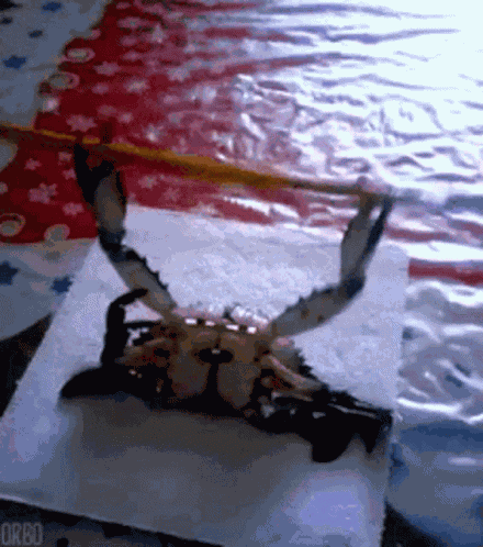 Crab GIF