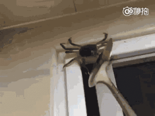 Crab GIF